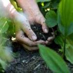 person holding dirt in plants